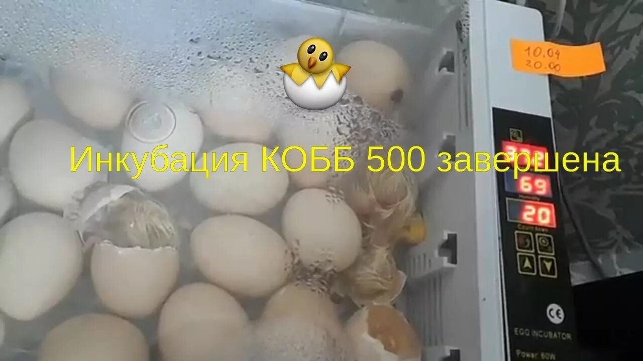 Инкубация Кобб 500. Инкубация бройлеров Кобб 500 в инкубаторе блиц 48. Инкубация яйца бройлера Кобб 500 в блиц норма. Вывод бройлеров Кобб 500 в инкубаторе. Купить яйца для инкубатора бройлерных курей