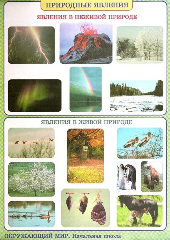 Явления живой природы