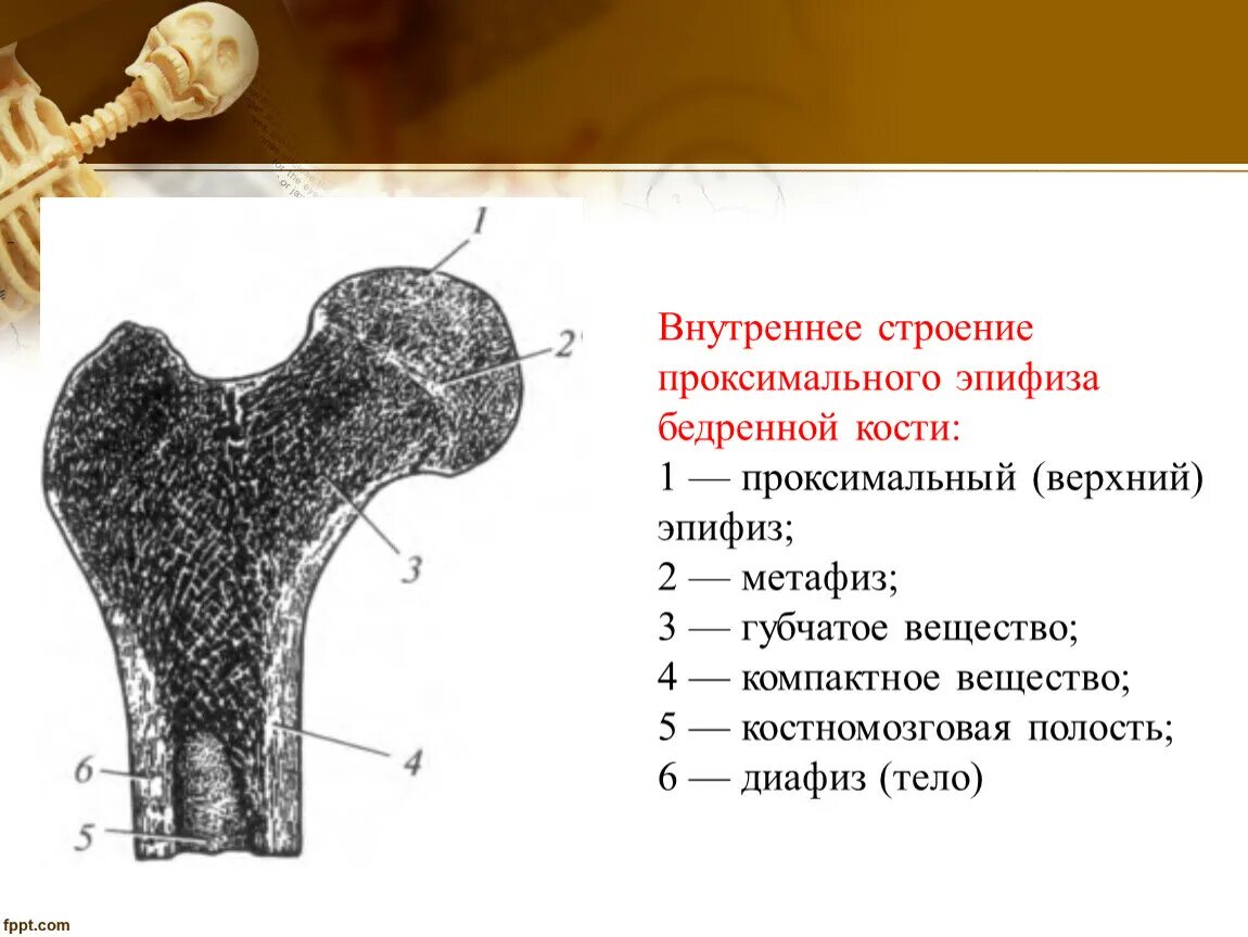 Внутренняя поверхность костей. Эпифиз метафиз бедренной кости. Эпифиз метафиз диафиз. Дистальный метафиз бедренной кости анатомия строение. Анатомия бедренной кости внутри.