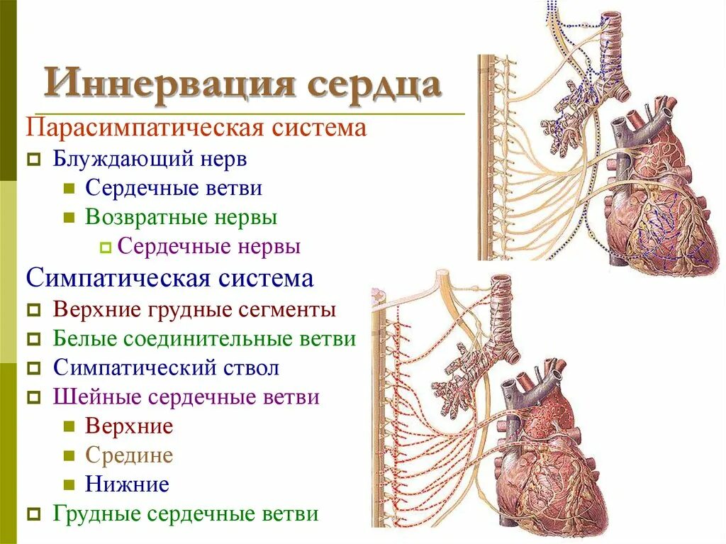 Блуждающий нерв парасимпатическая нервная. Парасимпатическая иннервация сердца физиология. Источники иннервации сердца. Схема парасимпатической иннервации сердца. Вегетативная иннервация сердца физиология.