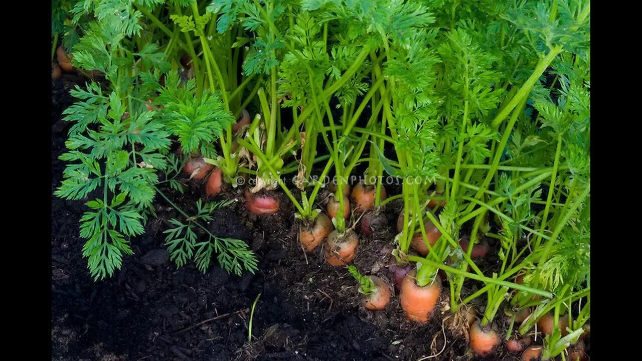 Как растет морковь. Морковь на грядке. Морковь растет. Морковь растет на грядке. Морковь в огороде.
