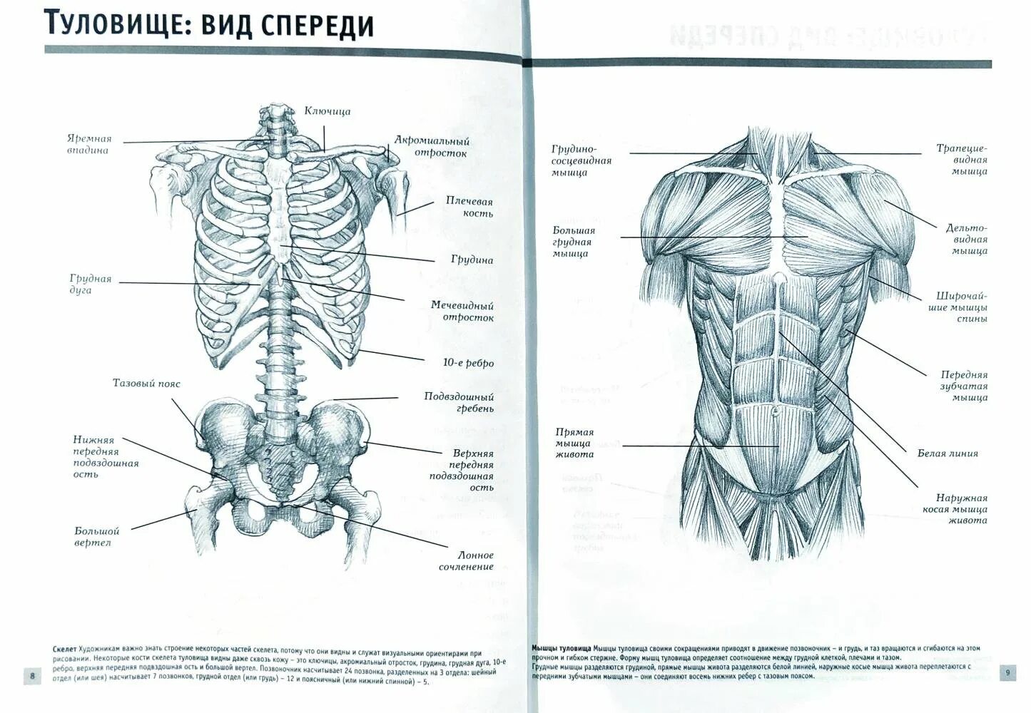 Передняя часть человека. Мышцы туловища спереди схема. Строение мышц туловища спереди. Поверхностные мышцы туловища вид спереди.