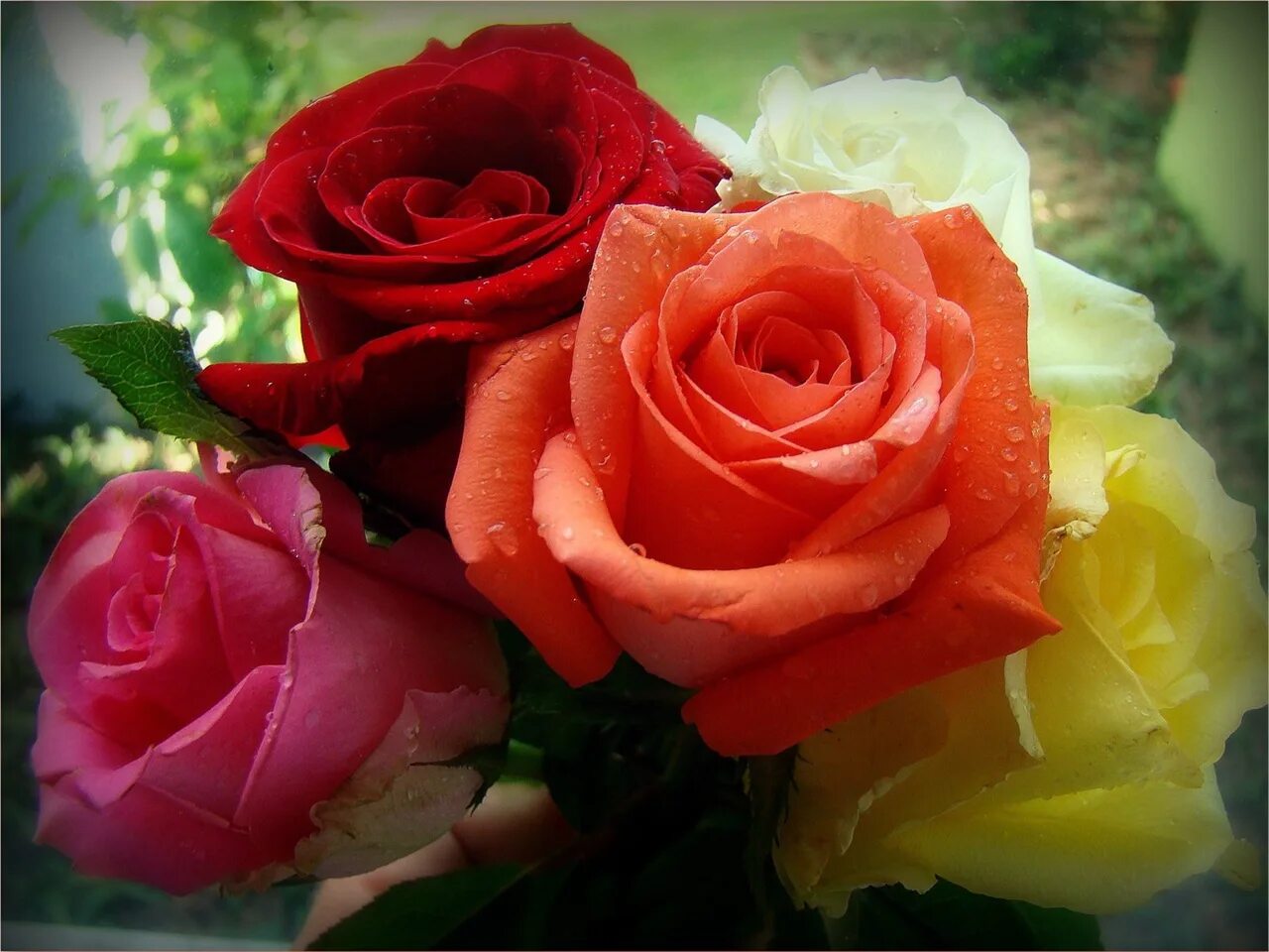 Видео открытка разные. Цветы розы. Розы красиво. Розы разные. Прекрасные розы.