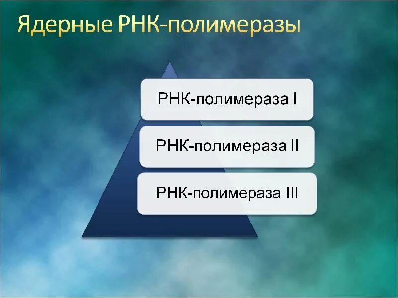 Ядерные РНК полимеразы. Ярнк.