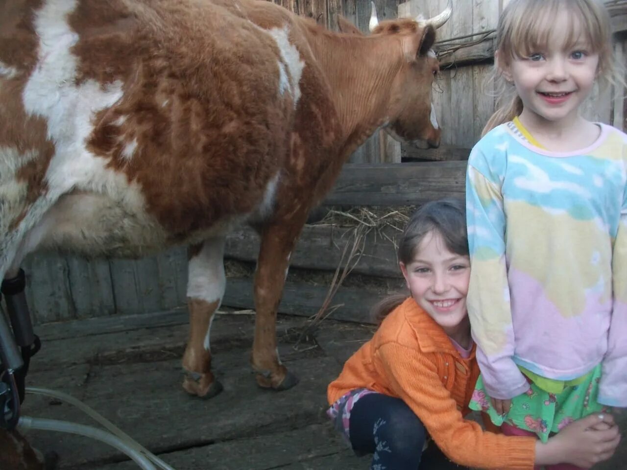 Подсобное хозяйство многодетным. Коровья семья. Лпх минусинский район. Подсобное хозяйство многодетным. Лпх.