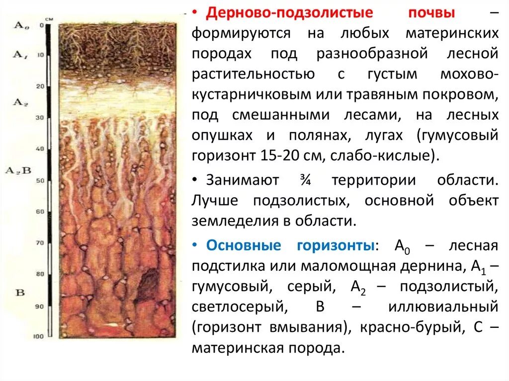 Дерново-подзолистые почвы профиль. Строение профиля дерново-подзолистой почвы. Дерново-подзолистые почвы расположение. Дерново-подзолистые почвы гумусовый Горизонт.