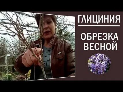 Как формировать глицинию