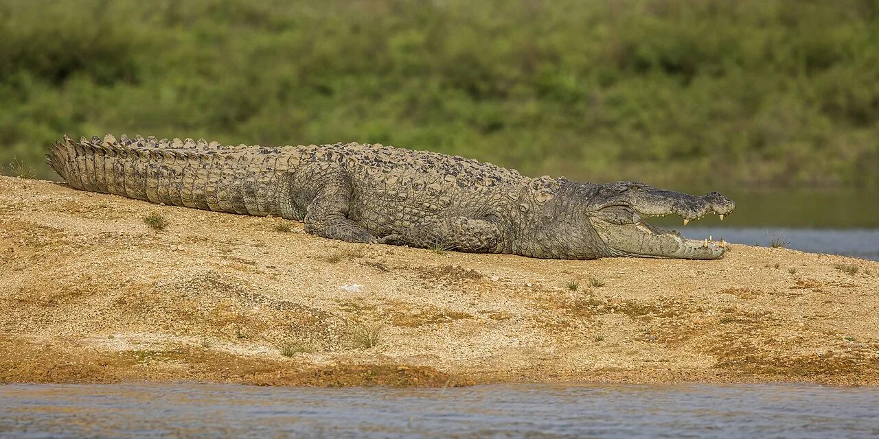 Крокодилы на шри ланке. Болотный крокодил (Crocodylus palustris). Болотный крокодил Магер. Болотный крокодил Шри Ланка.