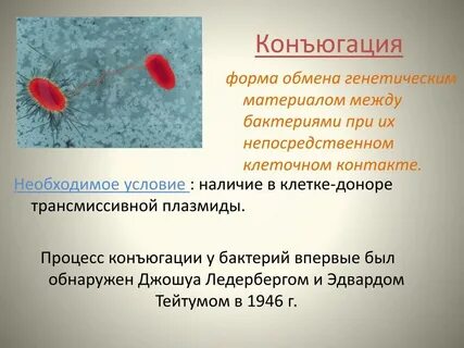 Конъюгация в биологии