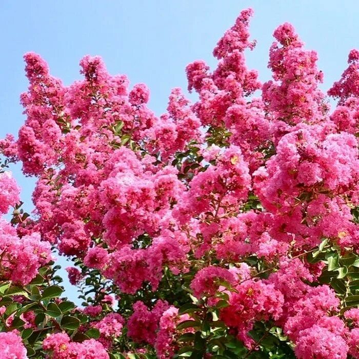 Название розового кустарника. Рододендрон спирея. Миндаль трехлопастной prunus triloba. Название розового кустарника. Азалия эрика.