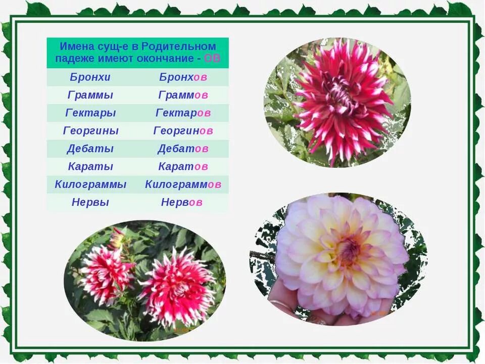 гектар в родительном падеже множественного числа. цветы родительный падеж. цветы родительный падеж. существительные в родительном падеже. родительный падеж множественного числа.