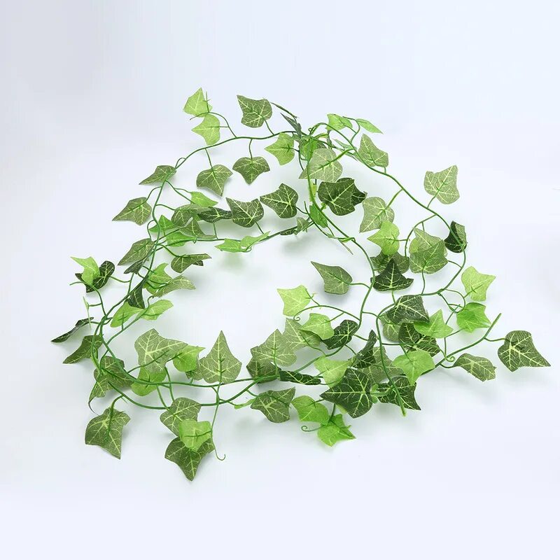 Музыка плющ. Плющ вечнозеленый (Hedera).. Хедера зеленая Виноградная лоза.