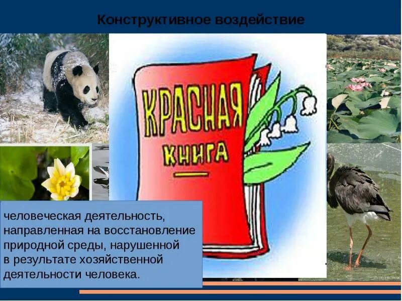 Влияние человека на природу и животных. Воздействие животных на природу. положительное влияние животных на природу. влияние деятельности на животных. влияние человека на животных и растений.