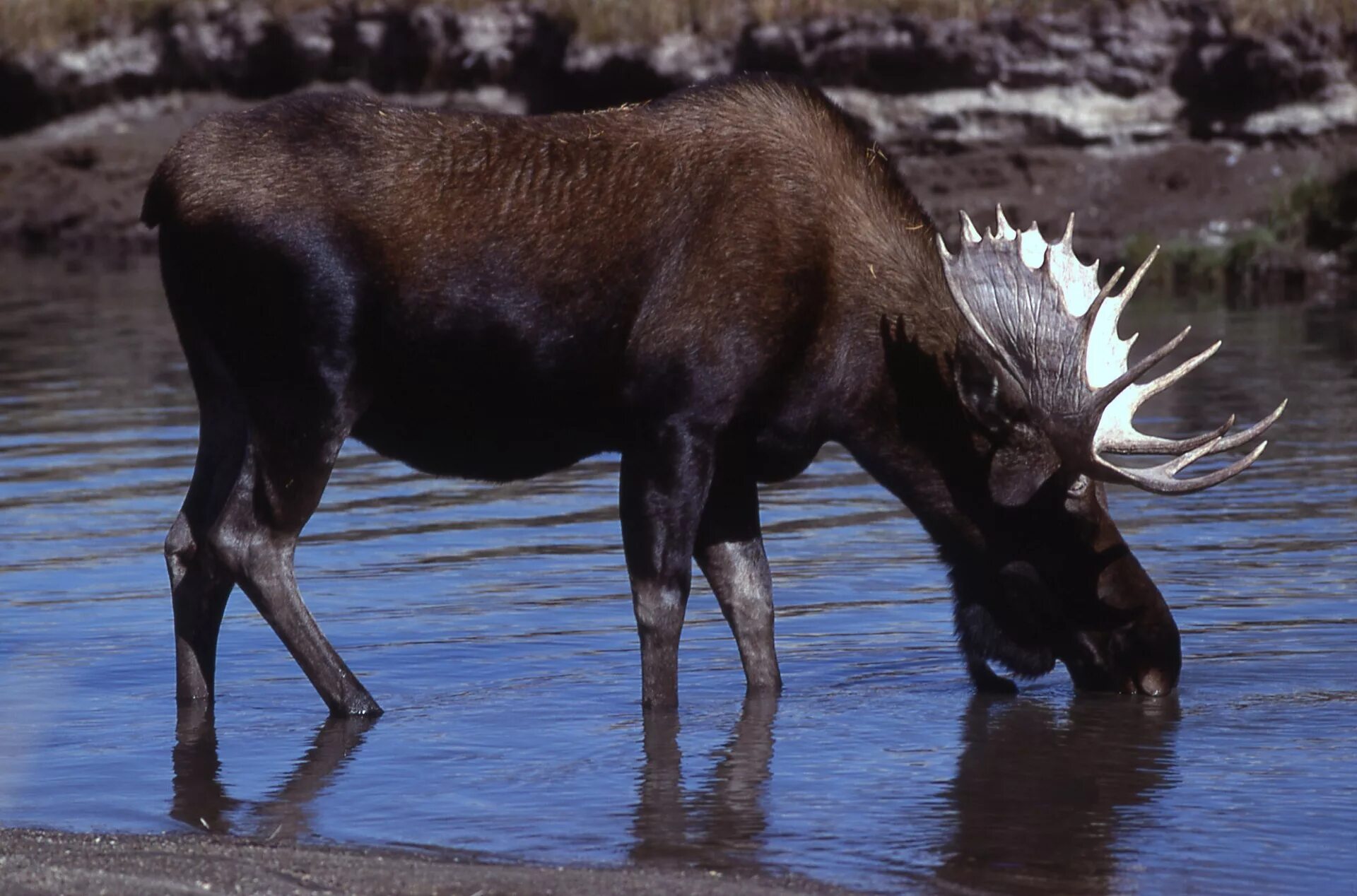 Лось пьет воду. Водопой Камчатка Лось. Аляскинский Лось. Американский Лось Северной Америки. Лось на водопое.