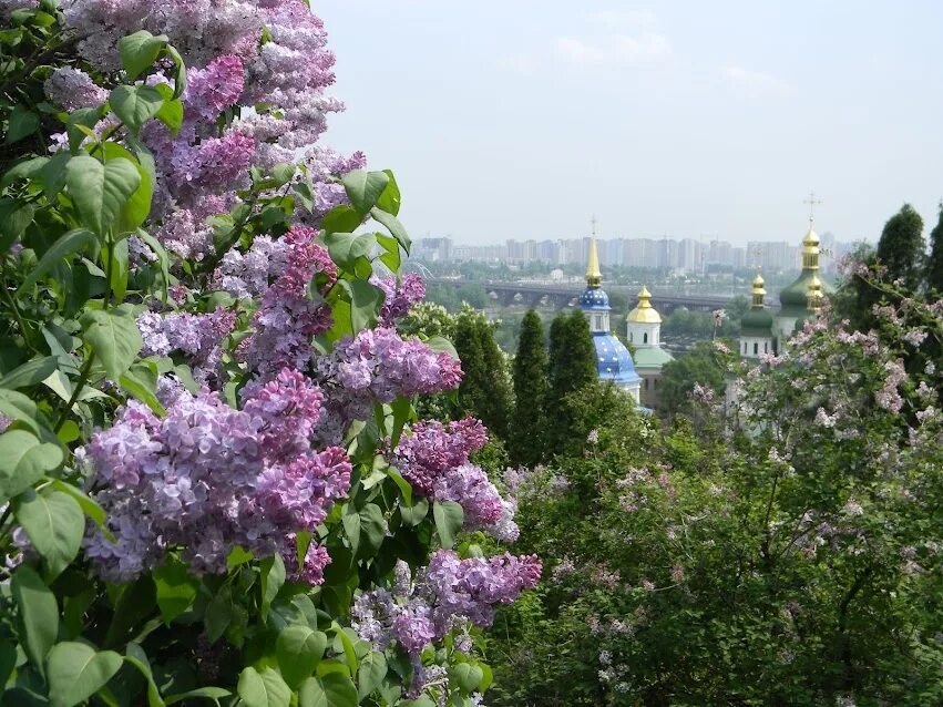 Сирень цветет и сердце замирает. Выдубицкий монастырь и сирень. Сирень Мичурин. Киевский ботсад сирени. Ботанический сад МГУ сирень.