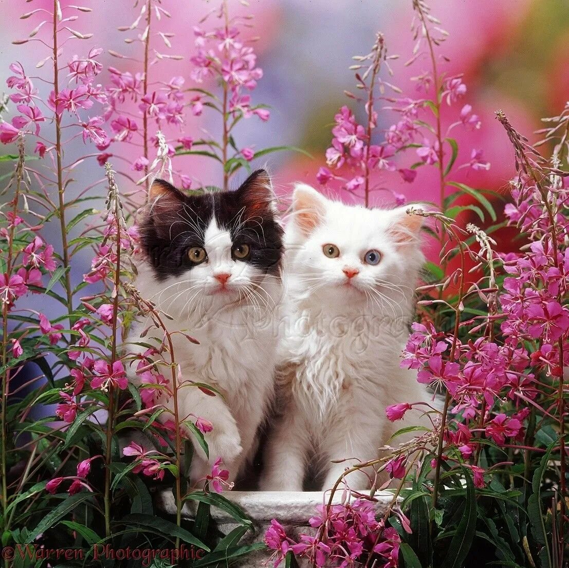 Котенок в цветах. Кошечка в цветах. Котик с цветочком. Кошка в розовых цветах.
