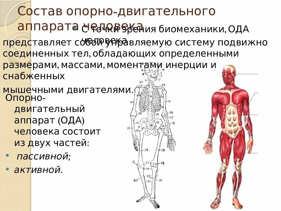 Структура двигательного аппарата. Биомеханика опорно-двигательного аппарата. опоргодвигательный аппарат человека. состав опорно двигательного аппарата человека. опорно-двигательный аппарат человека состоит.