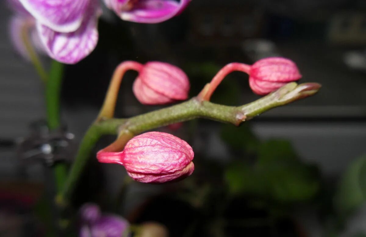 орхидея выращенная под солнцем. орхидея фаленопсис корни. фаленопсис вянут бутоны. цветки орхидей сохнут. фаленопсис с фиолетовыми листьями.