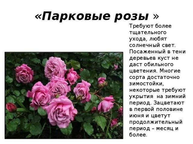 Дженироуз гарден. Парковые розы описание уход. Парковые розы описание уход. Парковые розы описание уход. Парковые розы описание уход.
