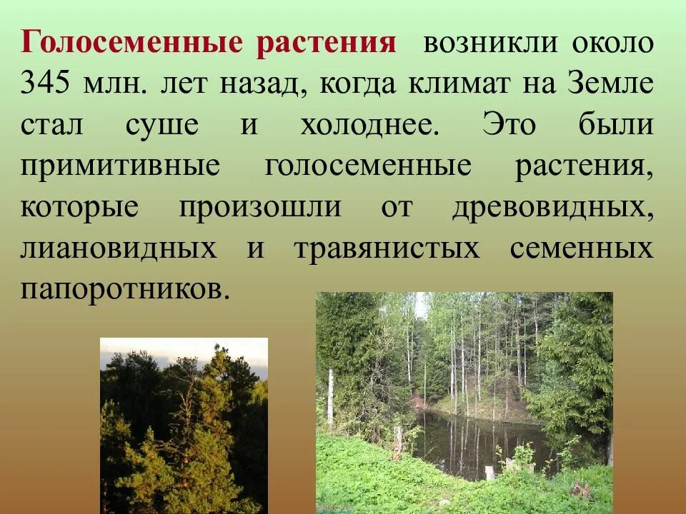 Голосеменные господствовали на земле. Голосеменные растения появились. голосеменные растения произошли от. примитивные голосеменные. голосеменные кустарники.