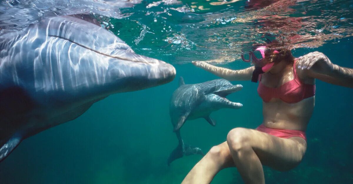 В море плавает дельфин песня. Песня на морскую тему. В море плавает дельфин песня. Дельфин плывет. Чем питается дельфин.
