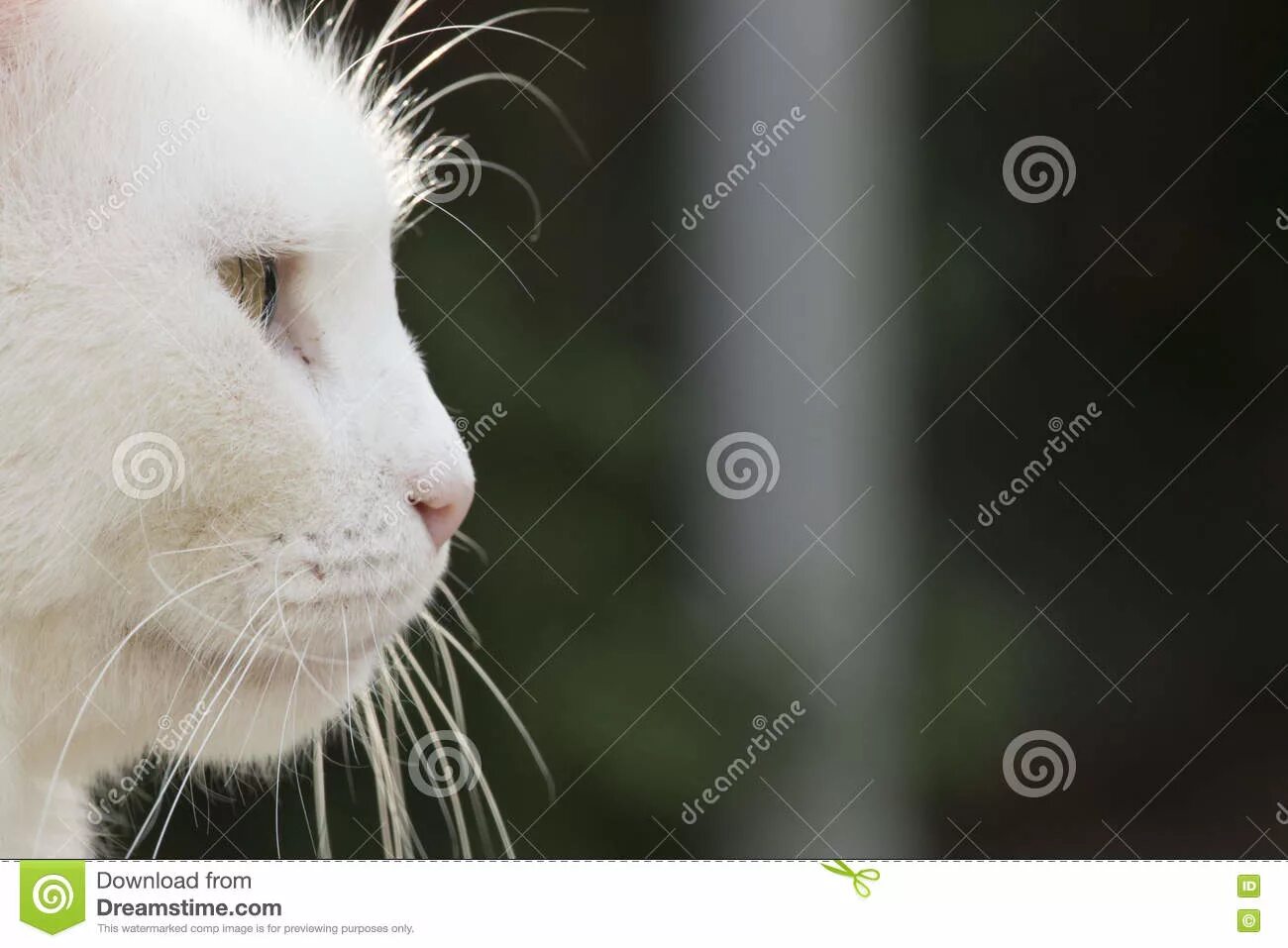 Кошка белая. Микро кот. Поющие коты. Кот поет. Котик на пианино.