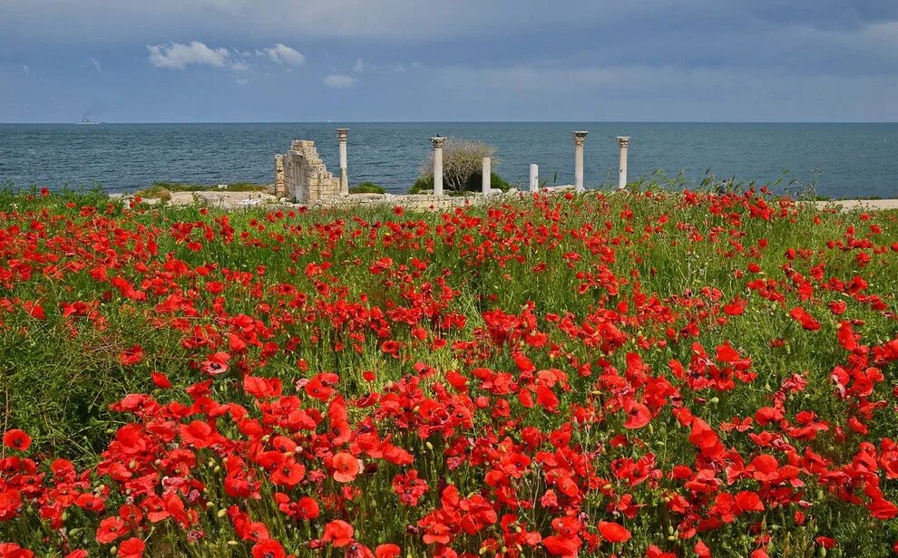 растения керчи. растения востока крыма. казантипский заповедник растительный мир шренка. растения крыма крыма. караларский природный парк.