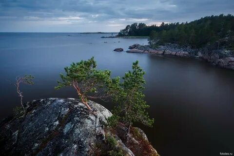 Белое море лес