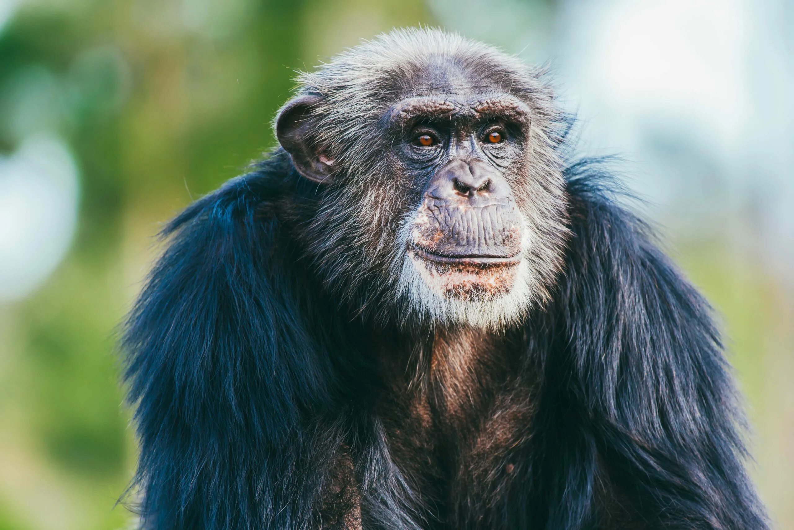 I ve got a pet chimp перевод. Обезьяна Гуа. Чимп. Картинки Chimp Cherry.