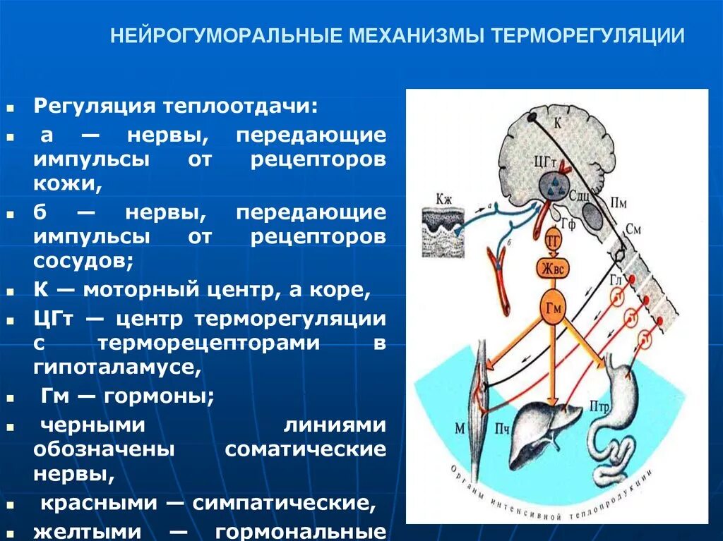 Механизмы регуляции терморегуляции. Нейрогуморальная регуляция теплообразования и теплоотдачи. Механизмы регуляции теплопродукции и теплоотдачи. Нейрогуморальная регуляция теплообразования. Как осуществляется нейрогуморальная регуляция организма