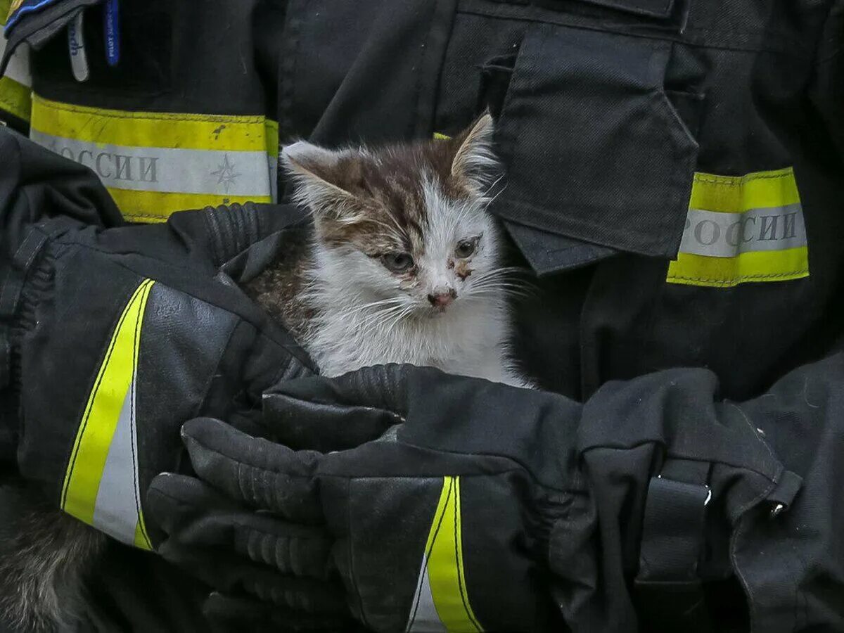 День спасения кошек. Пожарный спасает кота. Пожарный спас котенка. Кот МЧС.