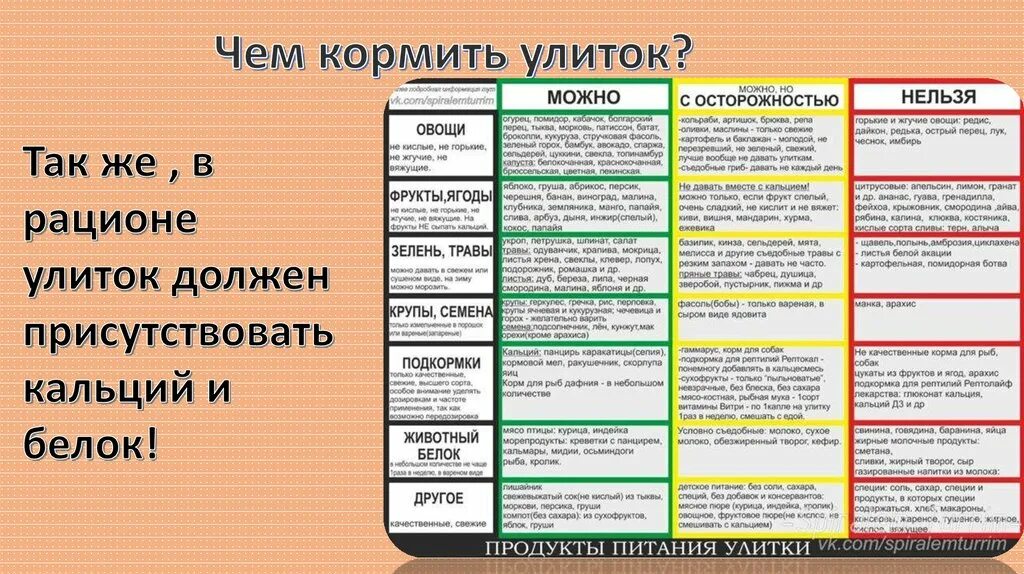 Чем можно дать 16 в. Таблица питания улиток ахатин. Таблица кормления улиток. Рацион питания улитки. Что можно даватьтулиткам.