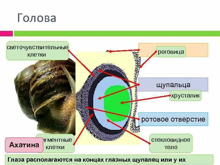 Типы колбочек в сетчатке. Рецепторы сетчатки глаза. Светочувствительные рецепторы расположены. Рецепторы сетчатки глаза. Сетчатка глаза.