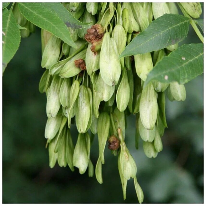 Ясен ясень. Ясень ланцетный кора. Ясен ясень. Ясень обыкновенный семена. Fraxinus excelsior дерево.