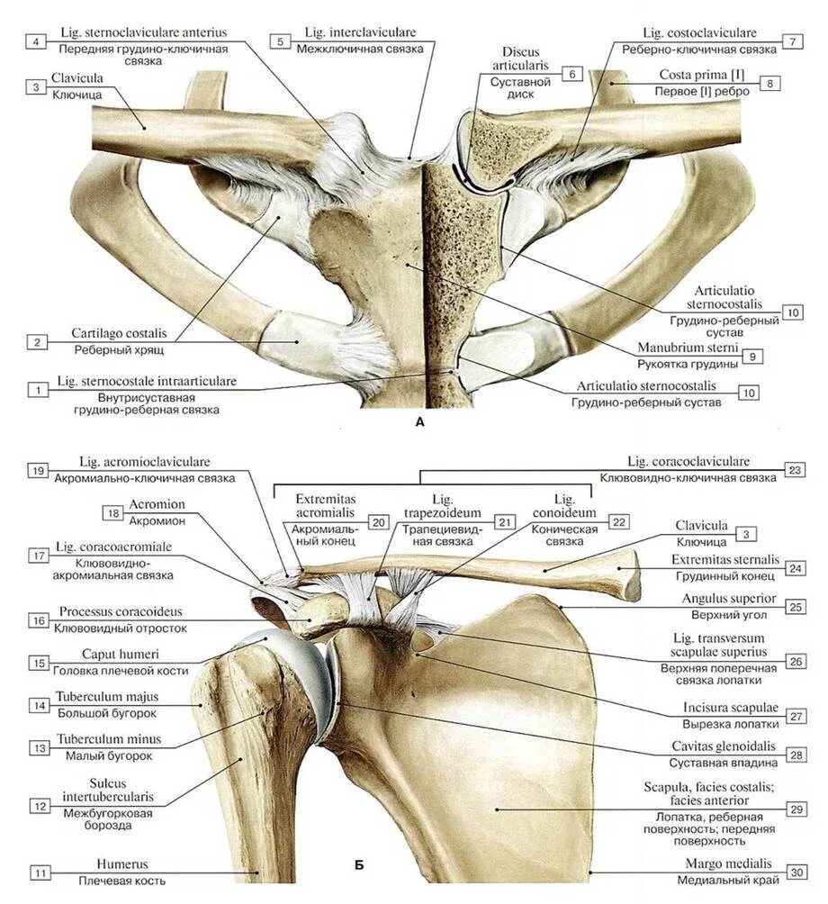 Соединение костей лопатки. Грудино ключичный сустав сустав. Связки грудино-ключичного сустава. Грудино ключичный сустав Тип соединения. Грудино ключичный сустав анатомия связки.