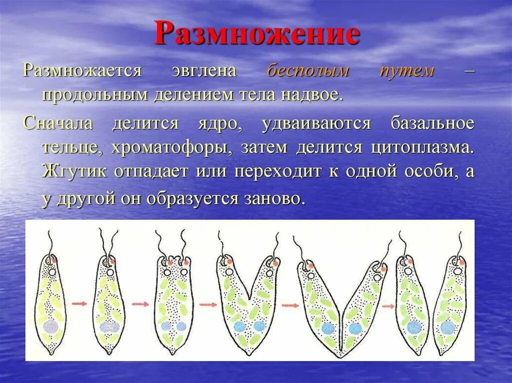 Размножается путем деления. Продольное деление эвглены зеленой. Размножение эвглены зеленой. Размножение эвгленовых почкование. Размножение эвглены.