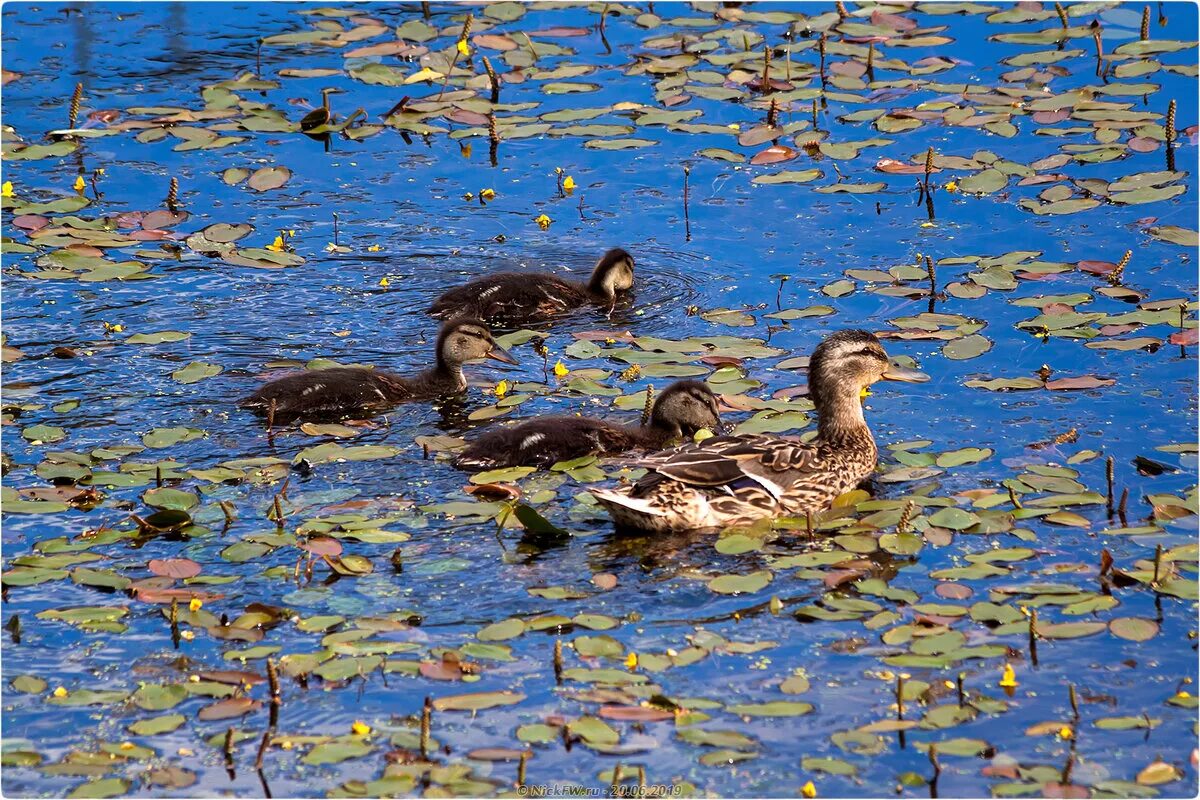 Утки в пруду. Уточки на озере. Утки озерные. Утка кряква гнездо. Птичья гавань омск кряква.