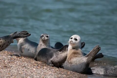Какие животные есть в морях