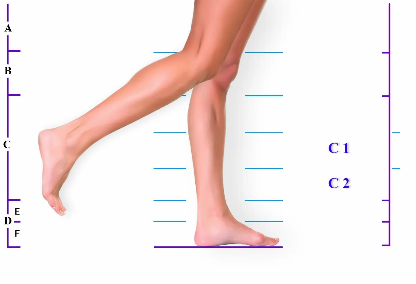 Части ноги. Нижняя часть ноги. Название частей ноги. Голень ноги человека. Часть ноги на б