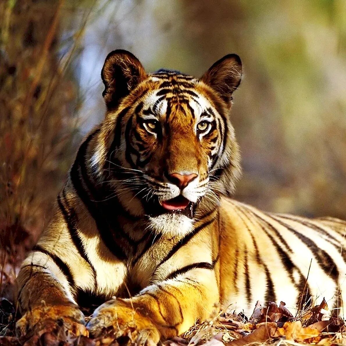 Wests tigers. Еж и тигр. Топ тигр. Top tigers. Тигрица с голубыми глазами.