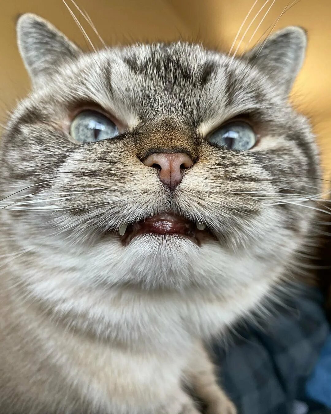Котик со