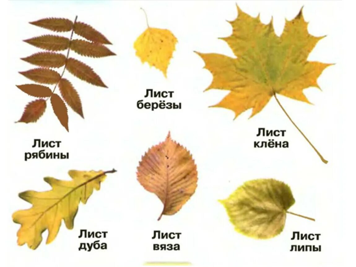 Листья липы клена березы рябина дуба. Листья каштана дуба березы клена. Листья клена рябины дуба березы. Листы деревьев и их названия.