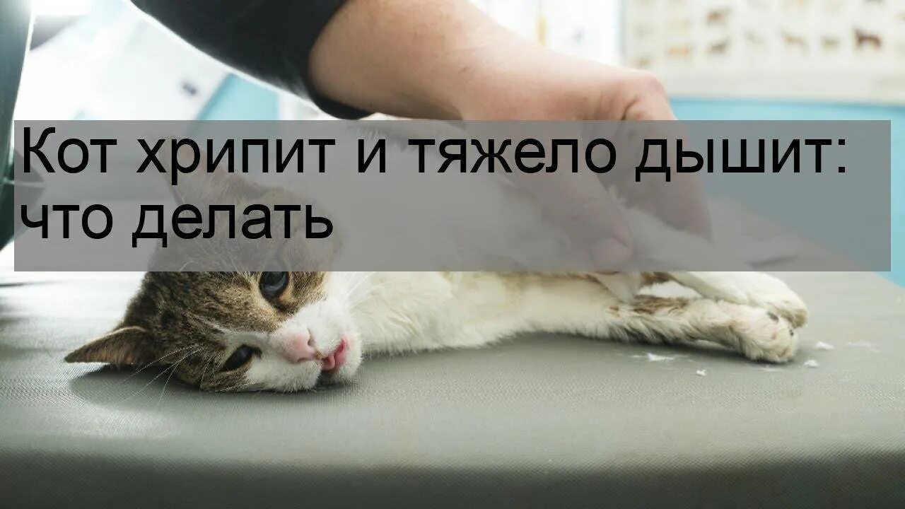 Кошка тяжело. Почему кот тяжело дышит. Кошка тяжело дышит и хрипит.