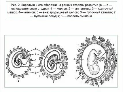 Зародыш определение