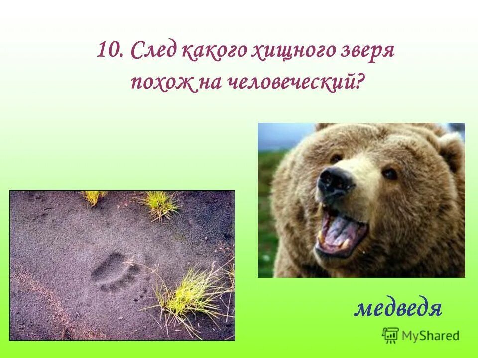 След какого хищного зверя похож. След хищника похож на человеческий. След какого хищного зверя похож на человеческий. След медведя похож на человеческий. У какого хищного животного следы похожи на человеческие.