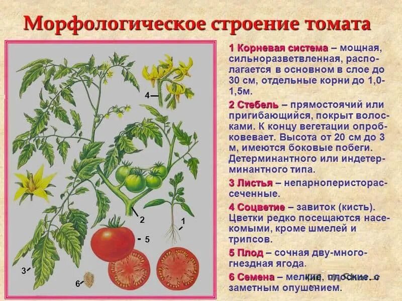 Тип листьев томата. Томат строение растения. Внешнее строение томата. Строение стебля томата. Строение саженца томата.