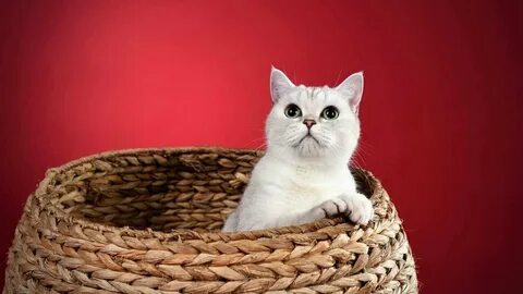 Pets кошки