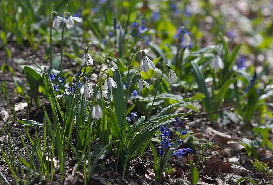 первоцветы видео. первоцветы видео. первоцвет весенний (primula veris). примула первоцвет. подснежник сибирский ветреница.