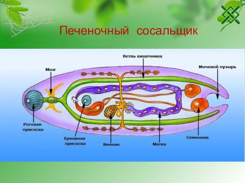 Строение сосальщика 7 класс биология. Печеночный сосальщик строение. Строение печеночного сосальщика биология. Внутреннее строение печеночного сосальщика. Системы органов сосальщиков