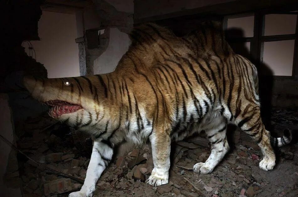 Какой тигр сильнее. Страшный тигр. Огромный тигр. Самый опасный тигр.